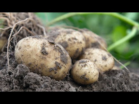 Видео: На траве картон, на картоне - картошка.