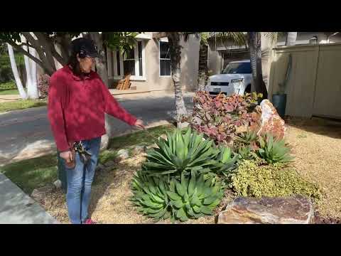 Видео: Ежегодное обслуживание 6-летнего сада в Чула-Виста