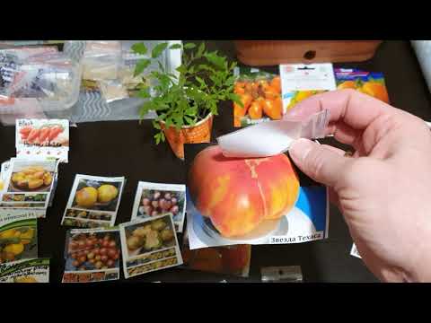 Видео: Улюблені сорти томатів 2024. Колекційні сорти