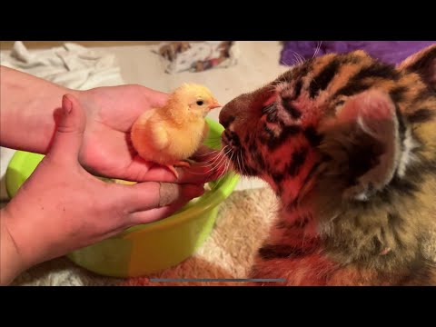 Видео: Тигрята И Цыплята !