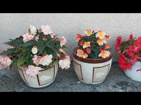 Видео: Бегония I´CONIA. 3 сорта.  Мисс Монреаль, мисс Малибу, Арома Пич.