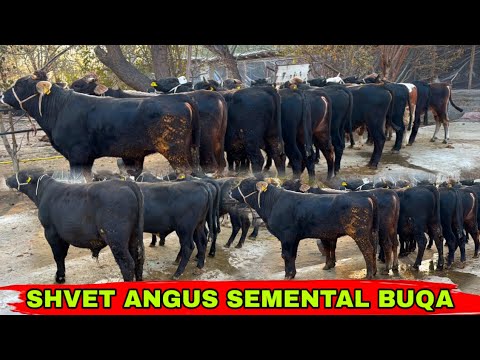 Видео: SHVET BUQALARNI YEMLASHGA TAYYORLARI KELDI👍👍👍13 ноября 2025 г.