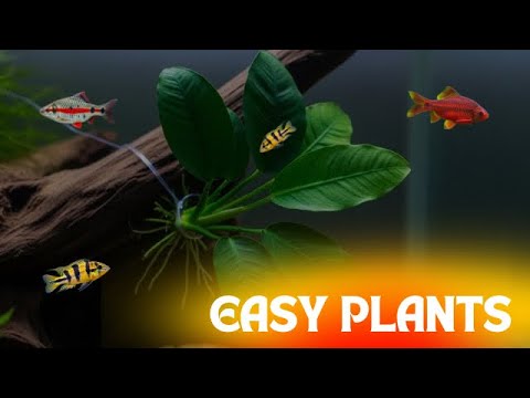 Видео: 6 лучших водных растений для начинающих (рейтинг Tierlist)