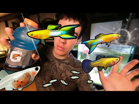 Видео: Мои гуппи родили! 3 дня спустя – 💧Классная японская рыбка