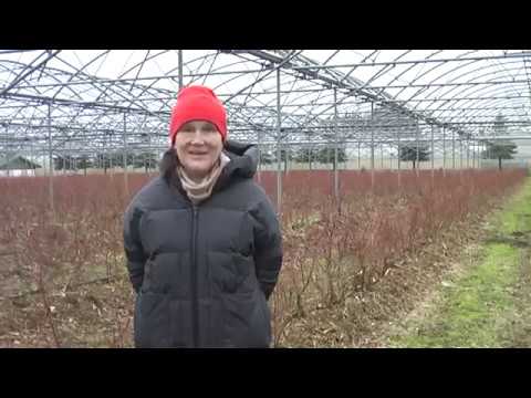 Видео: Как устроена промышленная плантация голубики