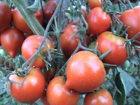 Видео: Гибрид 2 Тарасенко самый лучший сорт томатов