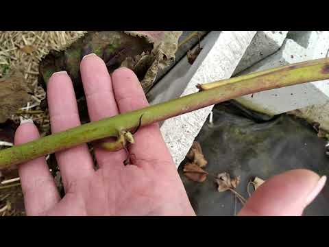 Видео: Обрізка та нормування ожини сорта Коламбія Стар та Оседж. Куманіки та росяніки в чому різниця? #сад