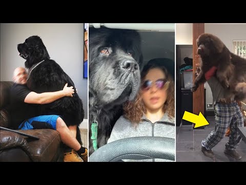 Видео: Почему БОЛЬШОЙ НЬЮФ страшнее Немецкой Овчарки и Добермана вместе взятых?