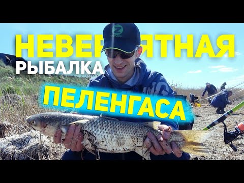 Видео: ✨ Ловля Пеленгаса или 3 ЧАСА сумасшедшего клева за 3 ДНЯ рыбалки #ВикторПоляков
