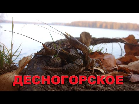 Видео: Отдых, осень, рыба, раки.