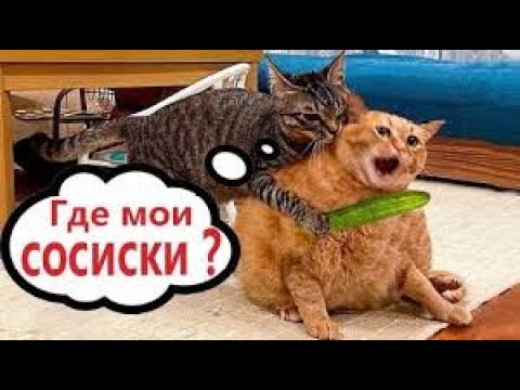 Видео: 🐱СМЕШНЫЕ