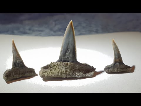 Видео: В поисках ихтиозавров и ископаемых акул. Упоротые палеонтологи. Мурлок принимает хабар