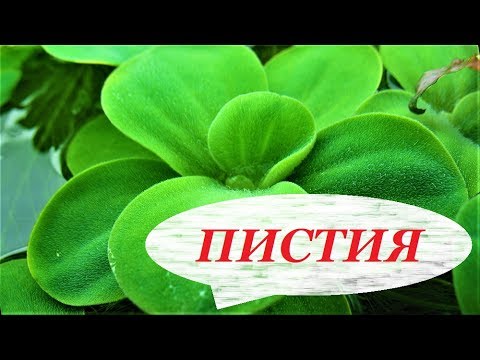 Видео: Пистия в аквариуме. Аквариумное растение, размножение, содержание, пистия плавающая цветёт.