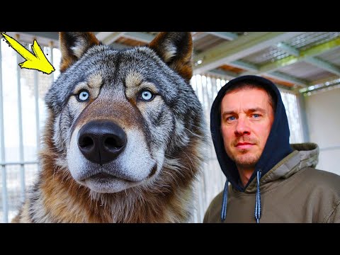 Видео: Мужчина спас брошенного щенка. Спустя пару месяцев он узнаёт Шокирующее!