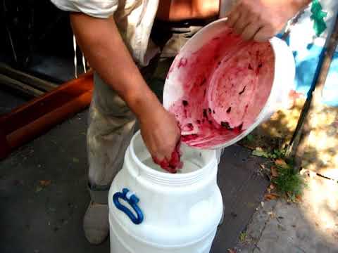 Видео: Начинаем делать красное вино 2017. Вино из Изабеллы