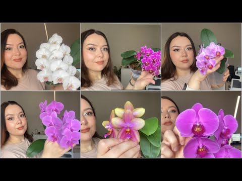 Видео: Моя коллекция орхидей часть 2/ новые растения Циссус, Циссус стриата, Церопегия Вуда🌿