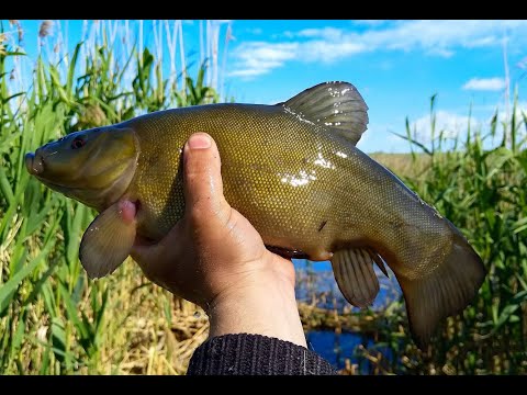 Видео: Хитрости ловли Линя.ловля линя,линь,#lin##sape_1572231