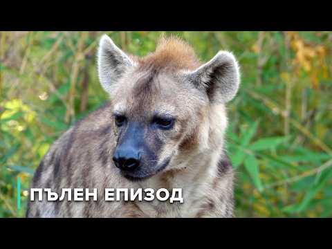 Видео: Алфа хищници: Лъвове, хиени и хиенови кучета | Нападение и защита 101