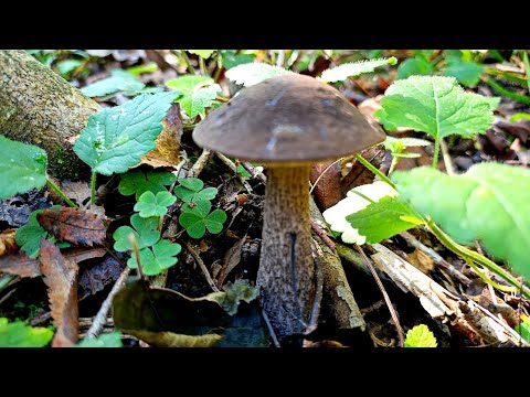 Видео: Грибные радости в засушливом лесу! 11.09.2025