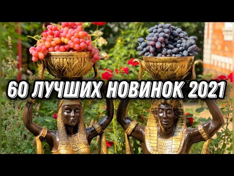 Видео: Отборные новинки винограда 2021!