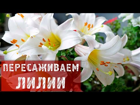 Видео: КАК ПЕРЕСАДИТЬ ЛИЛИИ?