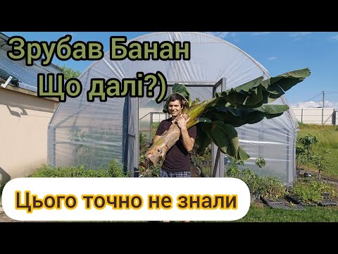 Видео: Зрізав Банан аж до кореня)))