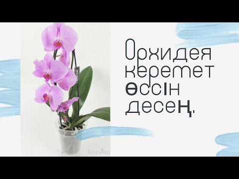 Видео: Орхидея гүлін отырғызу.Орхидея гулин емдеу.