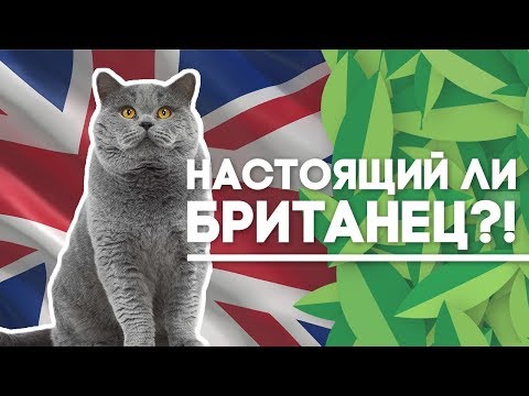 Видео: Британская Короткошёрстная - Обзор породы