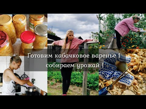 Видео: Готовим кабачковое варенье | собираем урожай | ВЛОГ