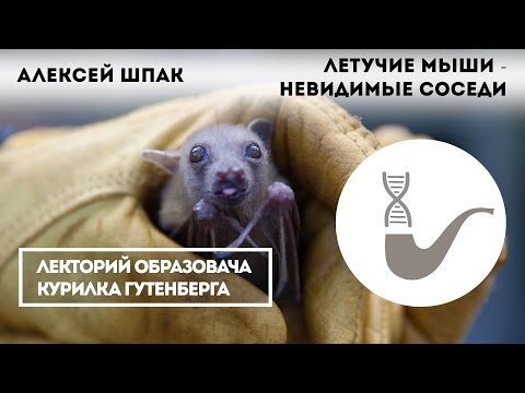 Видео: Алексей Шпак - Летучие мыши - невидимые соседи