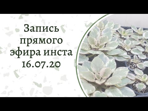 Видео: Обновки фиалок. Много листов. Мои стеллажи после жары. Прямой эфир инста 16.07.20
