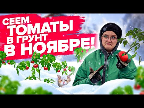 Видео: УСПЕВАЙТЕ ПОСЕЯТЬ ТОМАТЫ В НОЯБРЕ! Озимые томаты