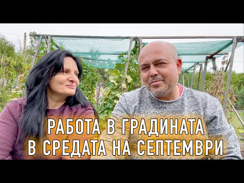 Видео: Как да ускорим узряването на доматите? Градината ни през септември.