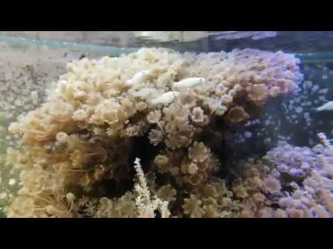 Видео: Моллинезии в морском аквариуме. Итог