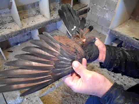 Видео: Голуби кировоградские обзор 2019 Год.  Политов Алексей 89375617363