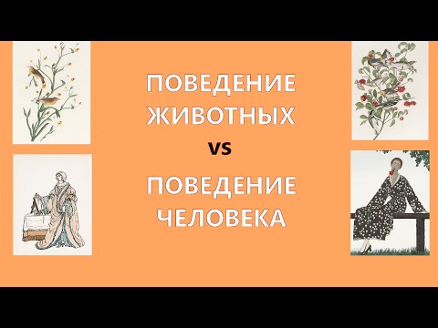 Видео: Инстинкты: животные VS человек. Психология против этологии