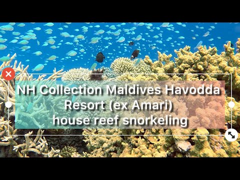 Видео: NH Collection Maldives Havodda Resort (ex Amari Havodda) house reef snorkeling, июль 2025