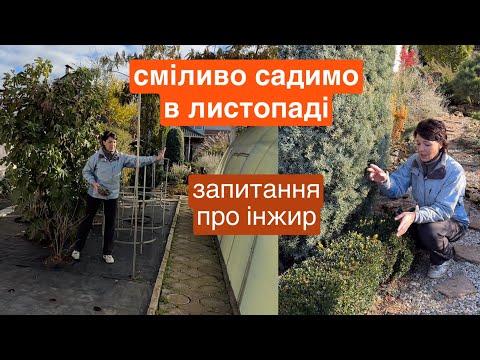 Видео: Сміливо садимо в листопаді . Про зимівлю інжиру. Миколаїв