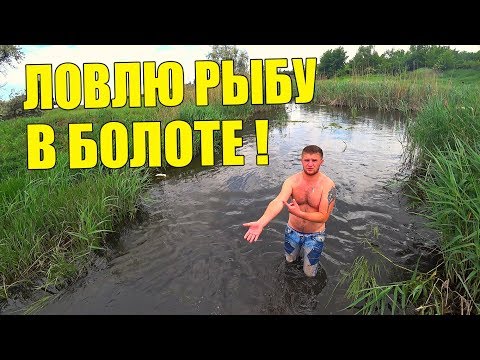 Видео: ЛОВЛЮ РЫБУ РУКАМИ В БОЛОТЕ! / Виталий Зеленый