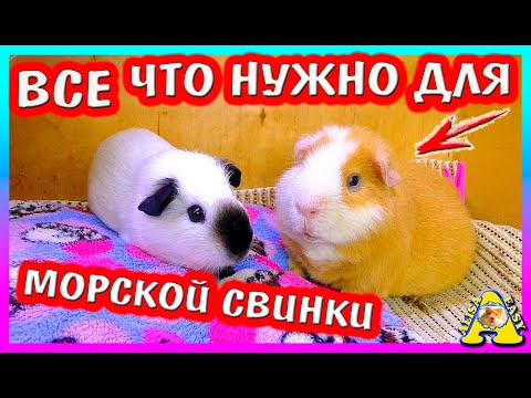 Видео: ЧТО НУЖНО ДЛЯ МОРСКОЙ СВИНКИ? У МЕНЯ БУДЕТ МОРСКАЯ СВИНКА! ЧТО КУПИТЬ МОРСКОЙ СВИНКЕ / ALISA EASY