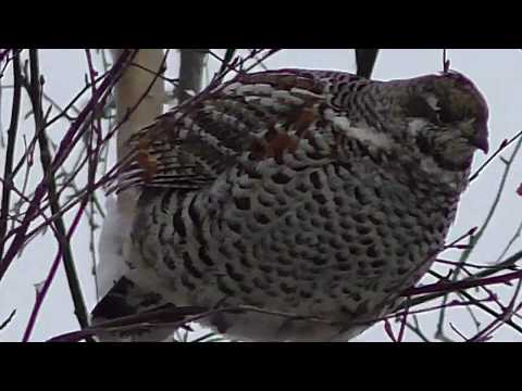 Видео: САМЫЕ ХРАБРЫЕ РЯБЧИКИ НА КОРМЕЖКЕ/бесстрашные рябчики/пухляши на ветках)