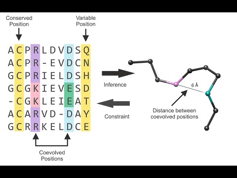 Видео: Разбор алгоритмов и идей DeepMind AlphaFold2 с позиции ML-инженерии - Boris Burkov