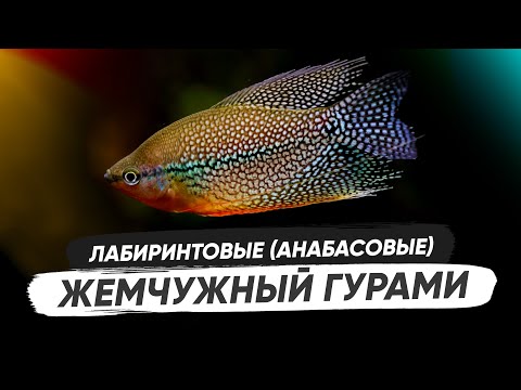 Видео: Жемчужный гурами - Trichopodus leerii. Содержание гурами, биотоп, кормление