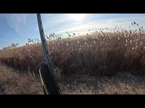 Видео: Охота 15 декабря 2024 г