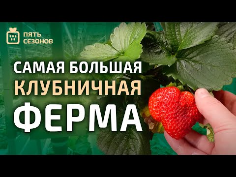 Видео: LIVE Самая большая клубничная ферма