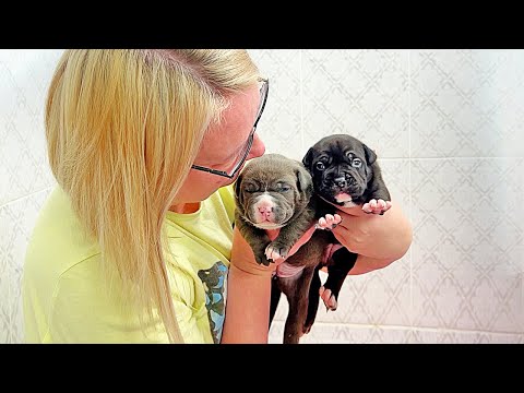 Видео: Не все щенки выжили... Их осталось трое.