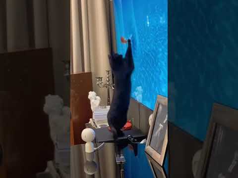 Видео: Дима Билан: Шах охотник 🐟