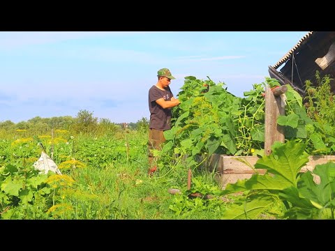 Видео: СОСЕДИ В ШОКЕ ОТ ЭТОГО ПАРНЯ, ДЕРЕВЕНСКАЯ ЖИЗНЬ КАК ОНА ЕСТЬ....