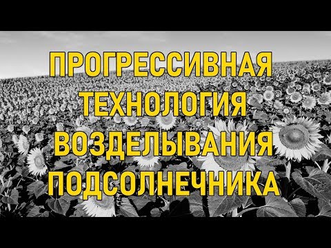 Видео: Технология возделывания подсолнечника