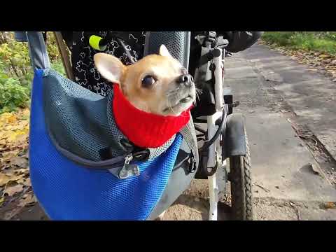 Видео: 63. У нас проблемы!😱 Что будет дальше!?🤔